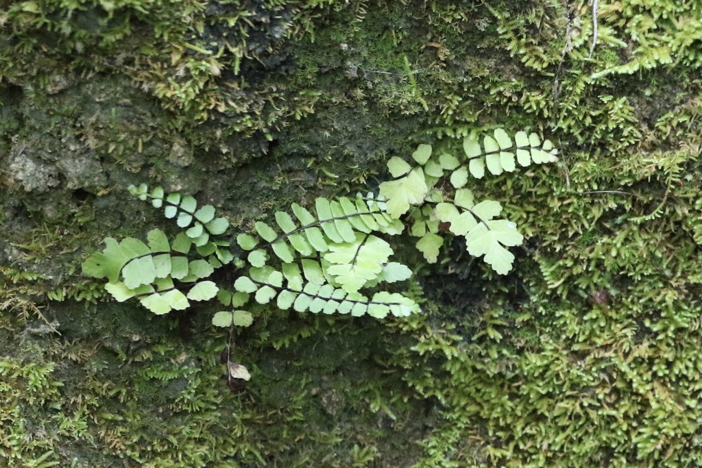 Asplenium resiliens