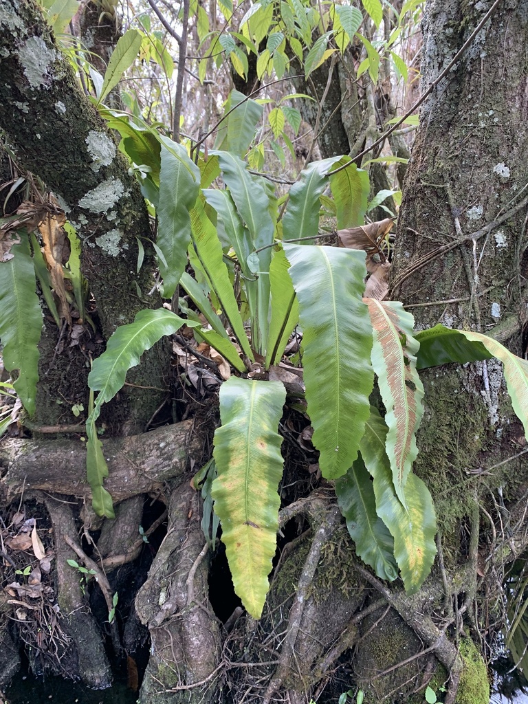Asplenium serratum