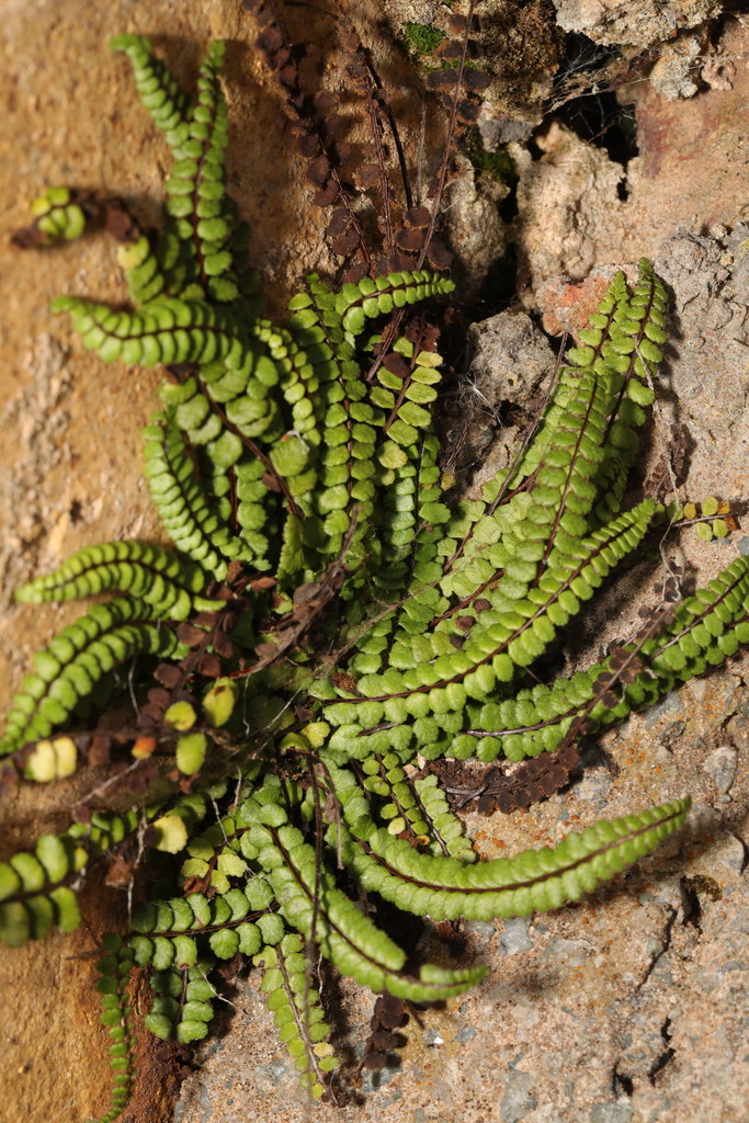Asplenium trichomanes