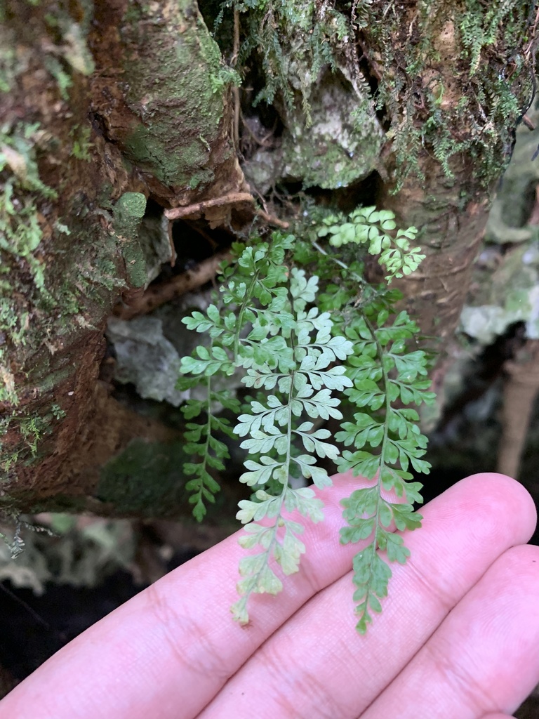 Asplenium verecundum
