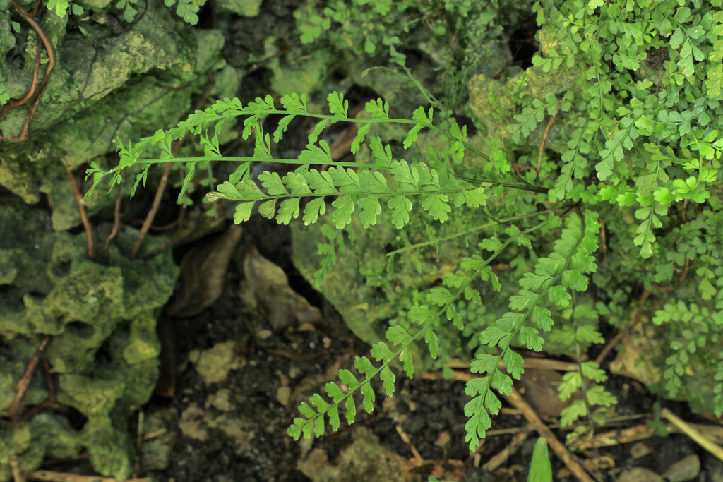 Asplenium x biscaynianum