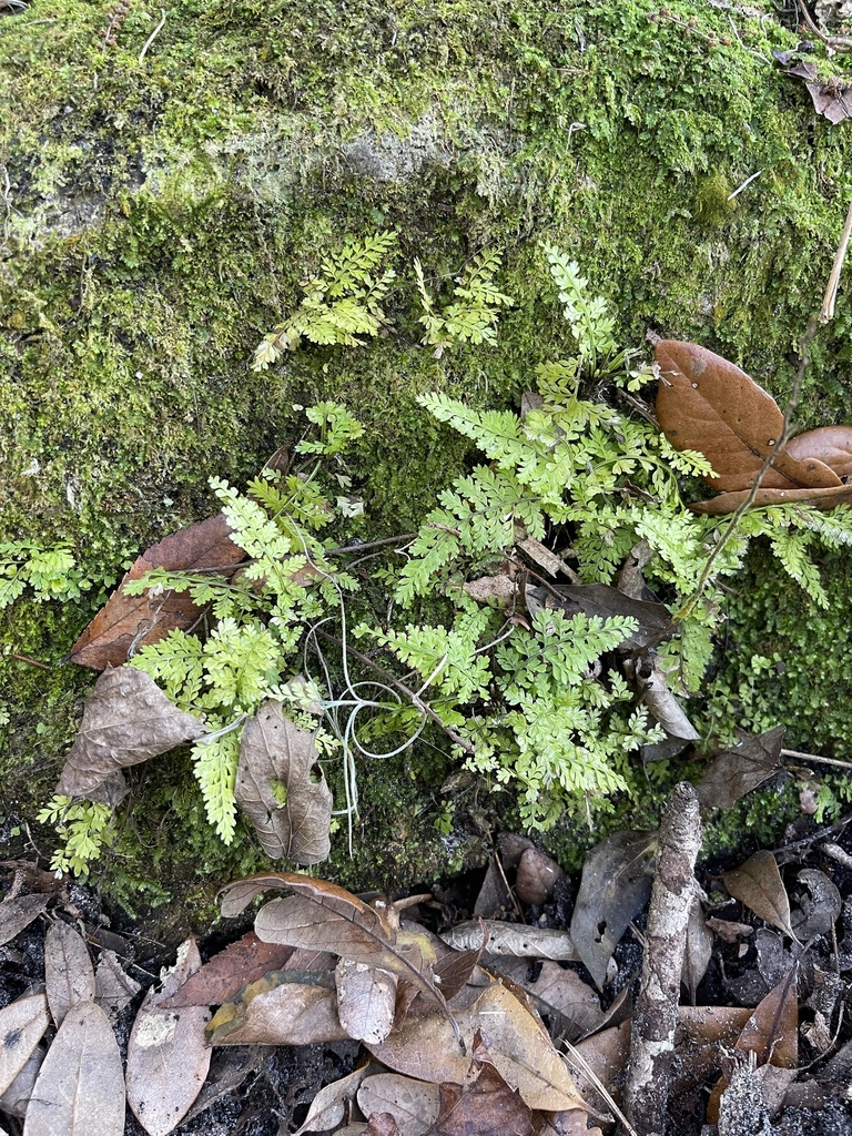 Asplenium x curtissii