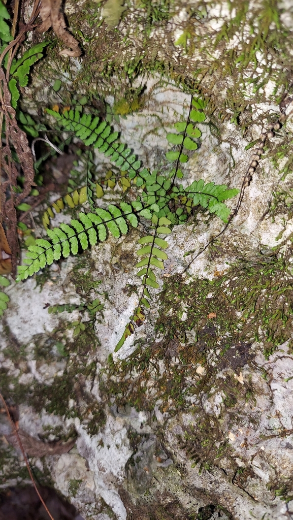 Asplenium x heteroresiliens