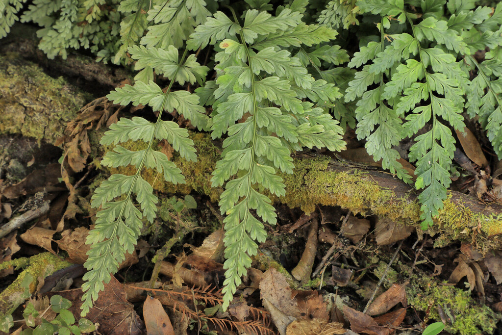 Asplenium x plenum