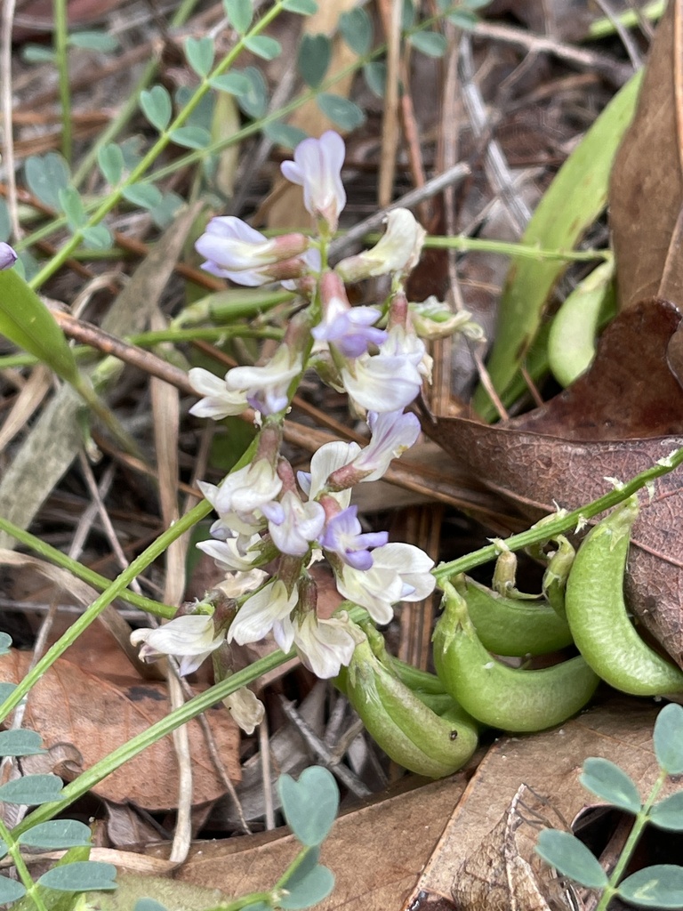Astragalus obcordatus