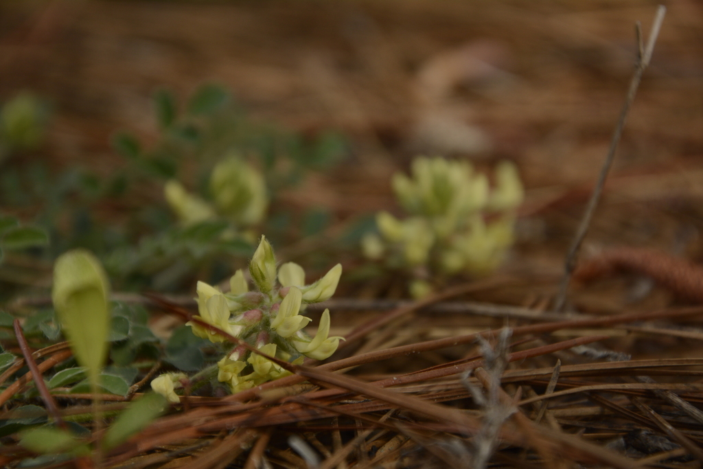 Astragalus villosus
