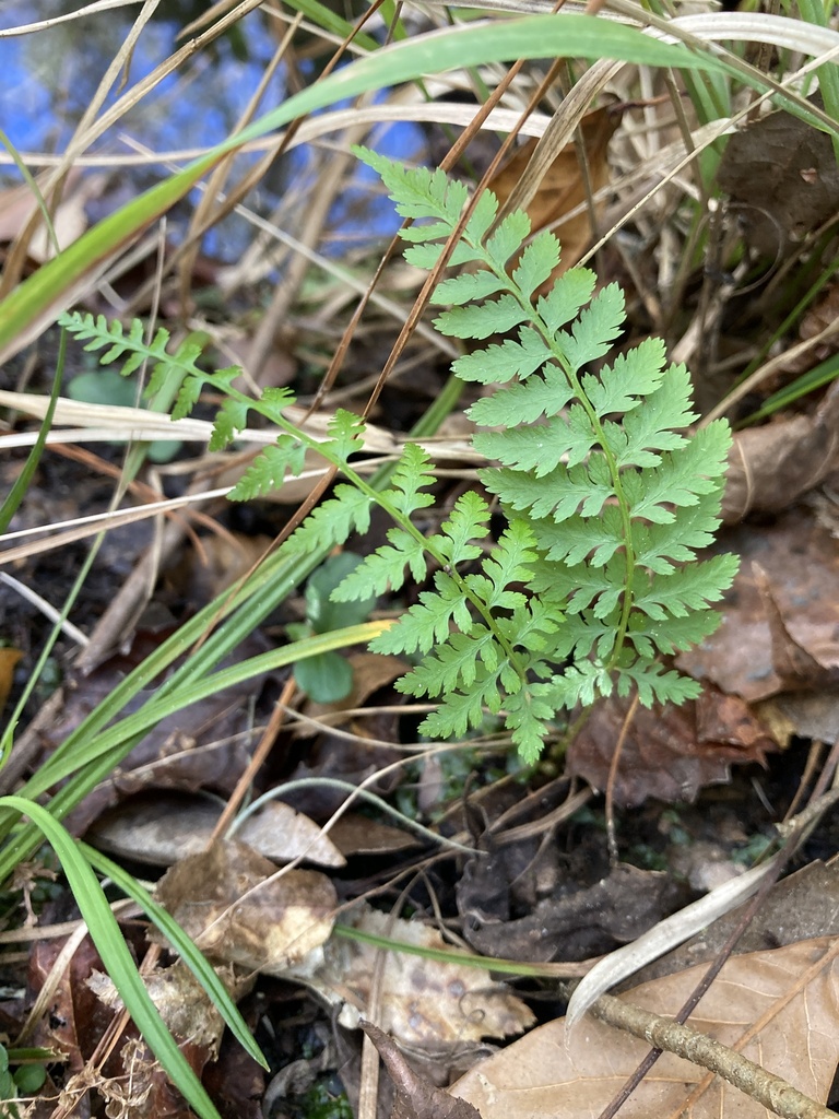Athyrium filix-femina subsp. asplenioides