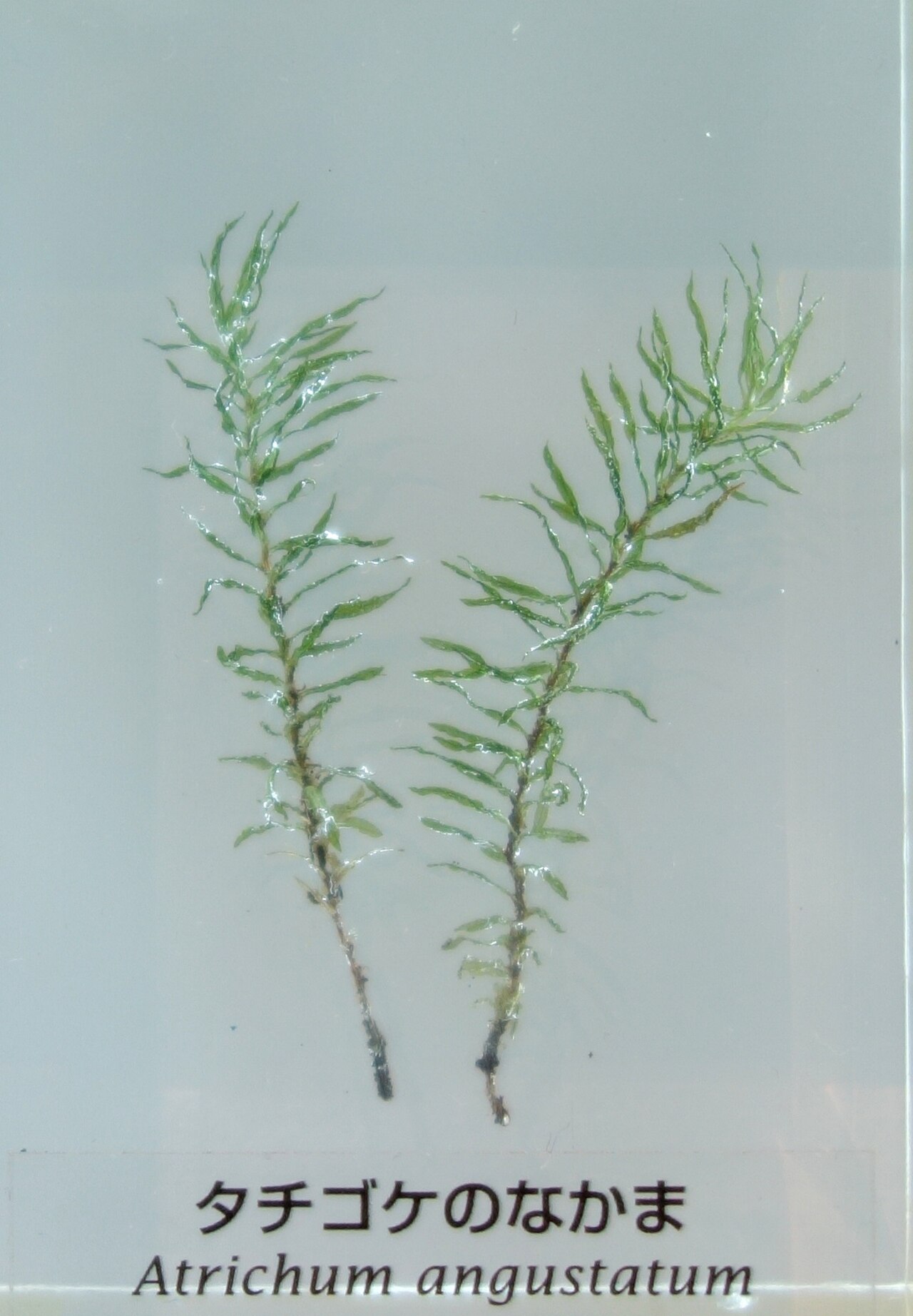 Atrichum angustatum
