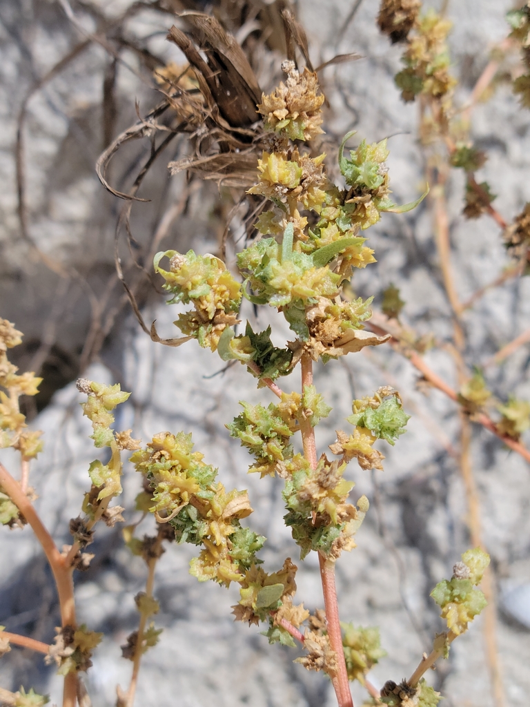 Atriplex pentandra