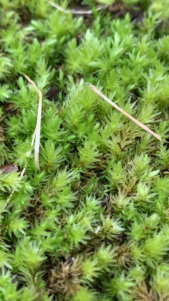 Aulacomnium palustre