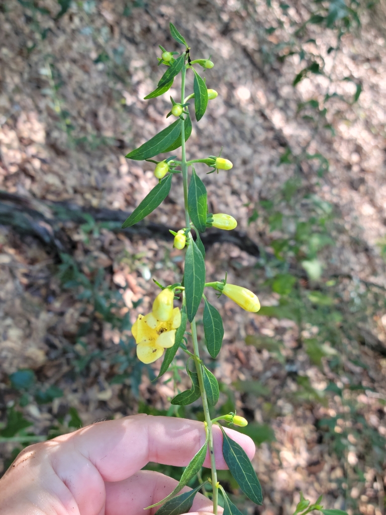 Aureolaria flava