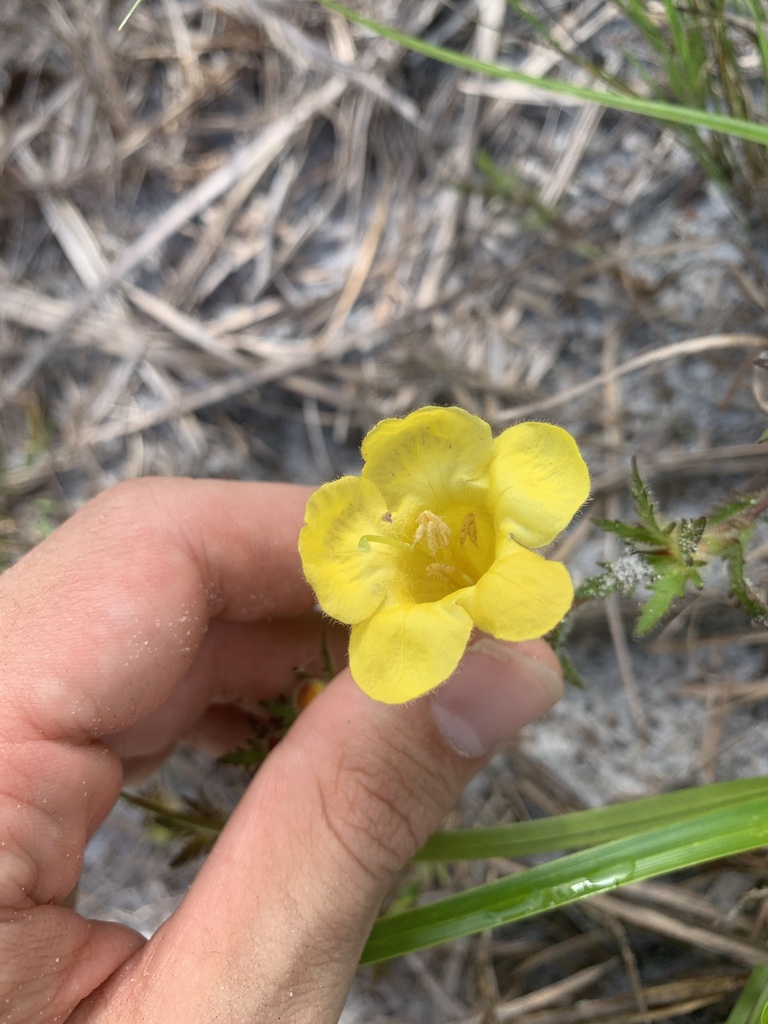 Aureolaria pectinata