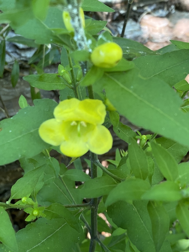 Aureolaria virginica