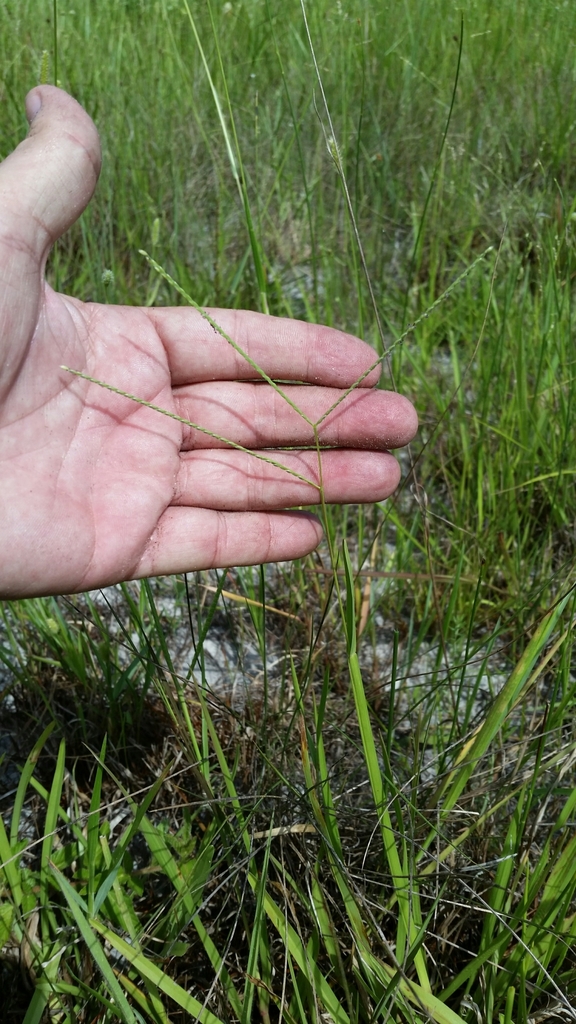 Axonopus fissifolius