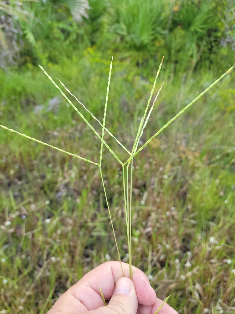 Axonopus furcatus
