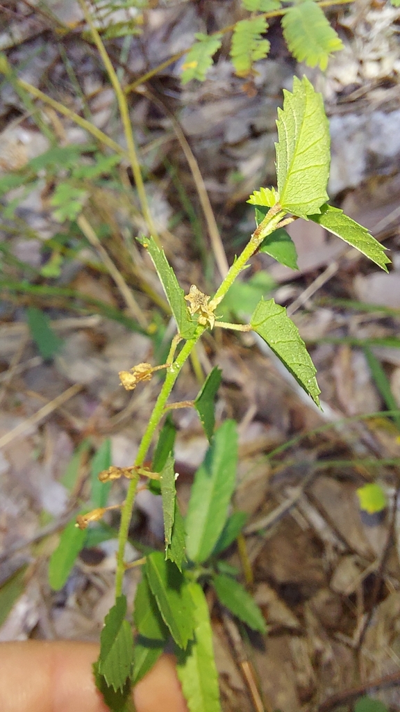 Ayenia euphrasiifolia