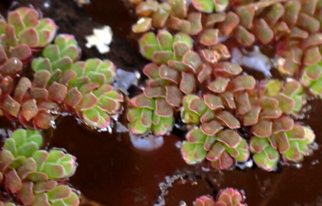 Azolla filiculoides