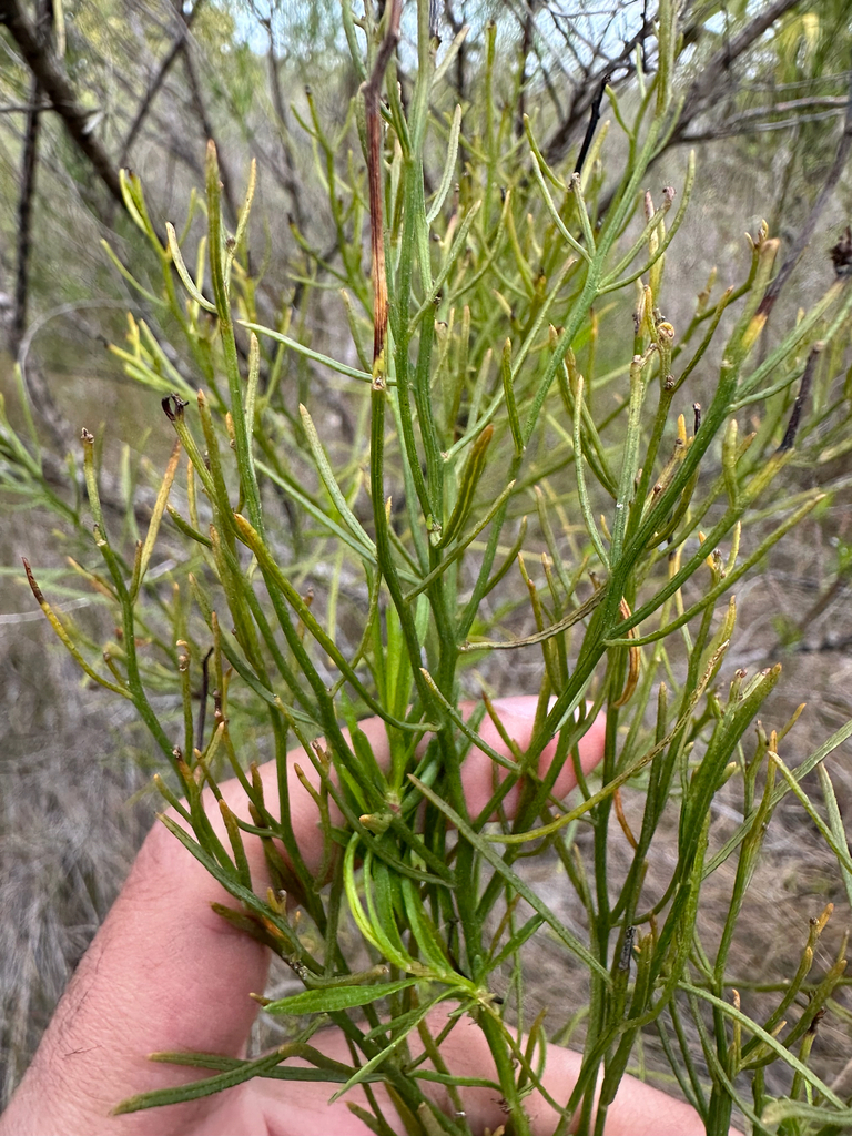 Baccharis angustifolia