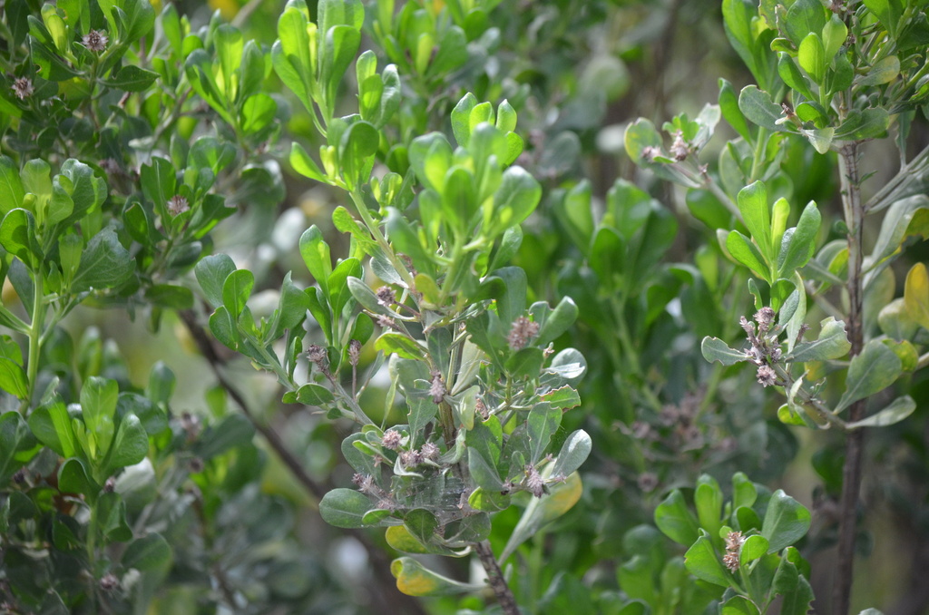 Baccharis dioica