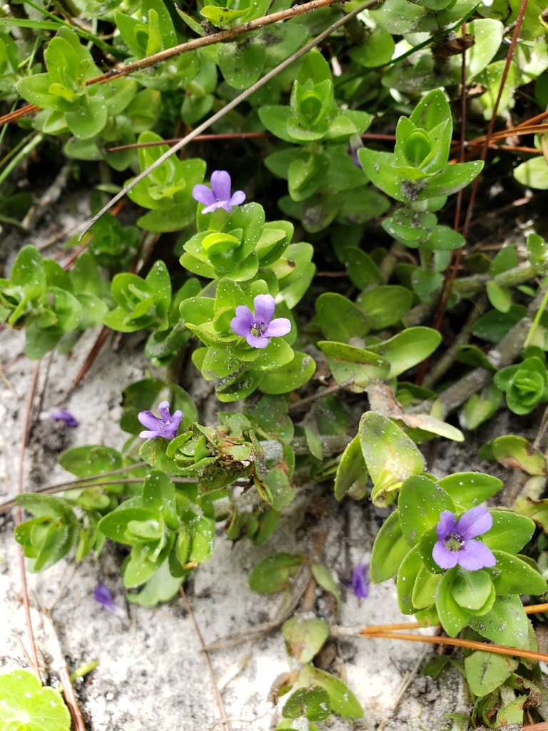 Bacopa caroliniana