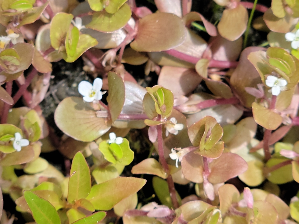 Bacopa innominata