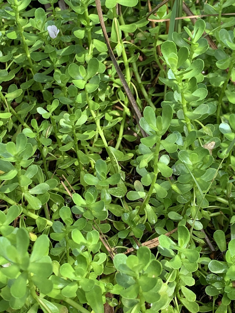 Bacopa monnieri