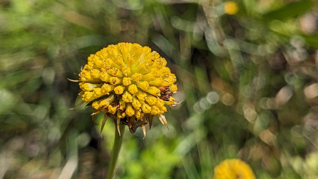 Balduina uniflora