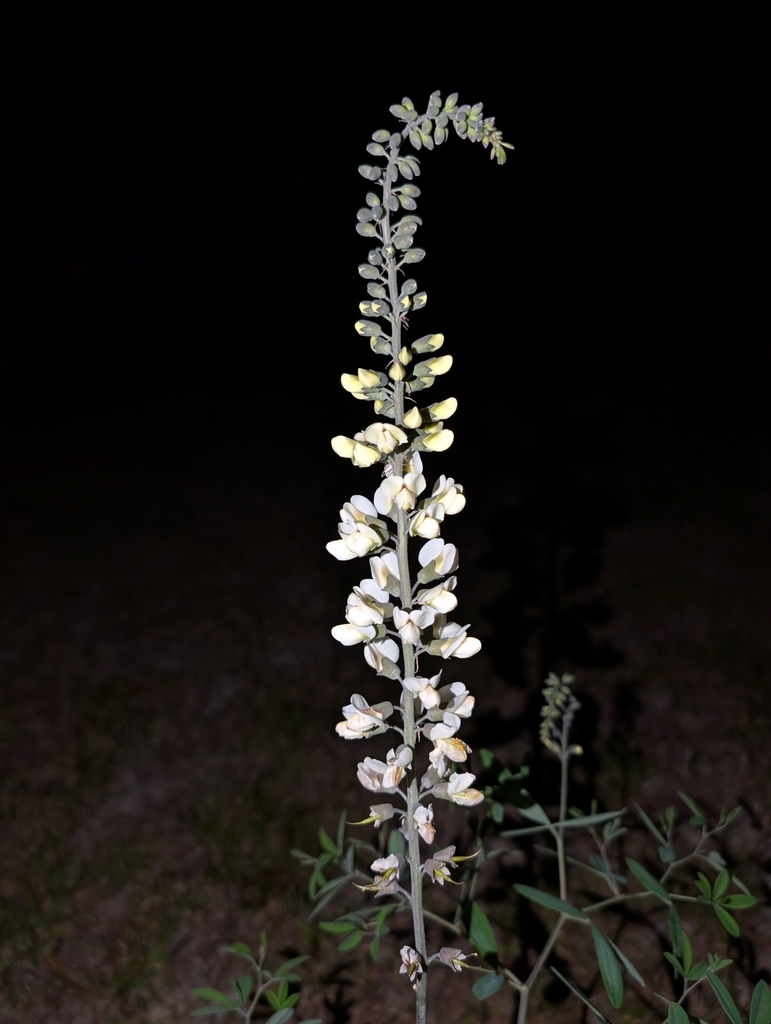Baptisia albescens