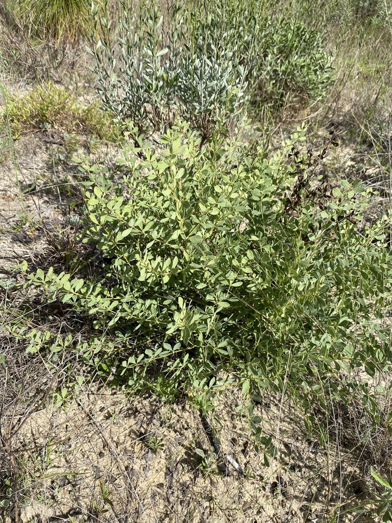 Baptisia hirsuta