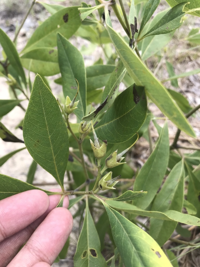 Baptisia lanceolata