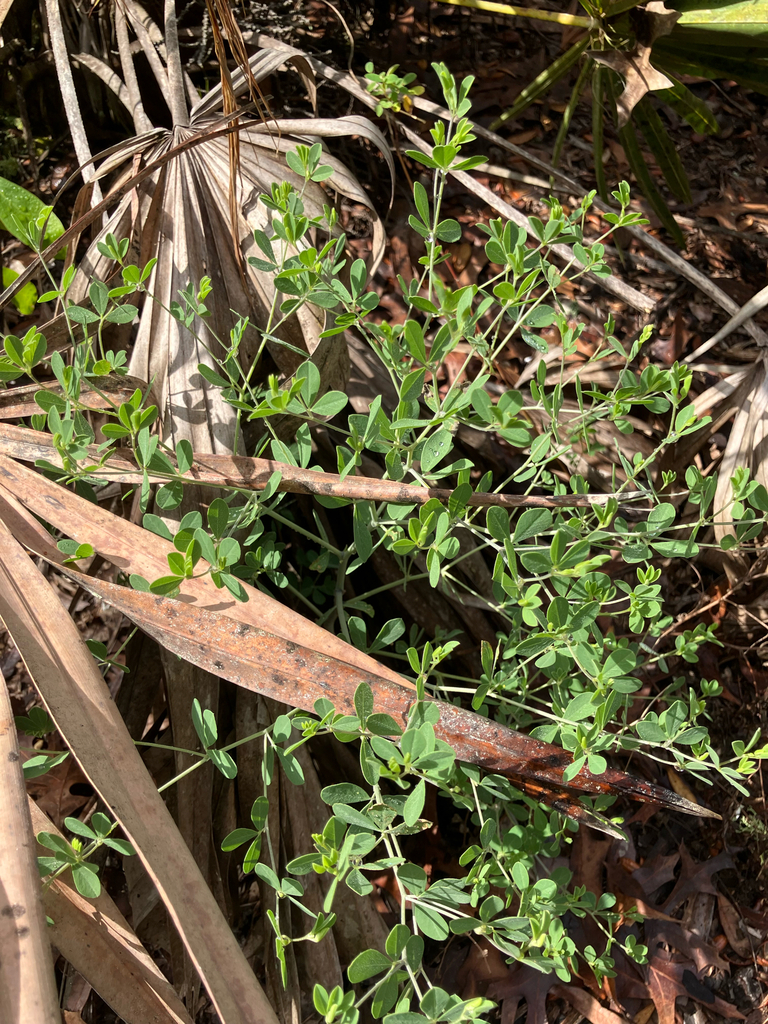 Baptisia lecontei