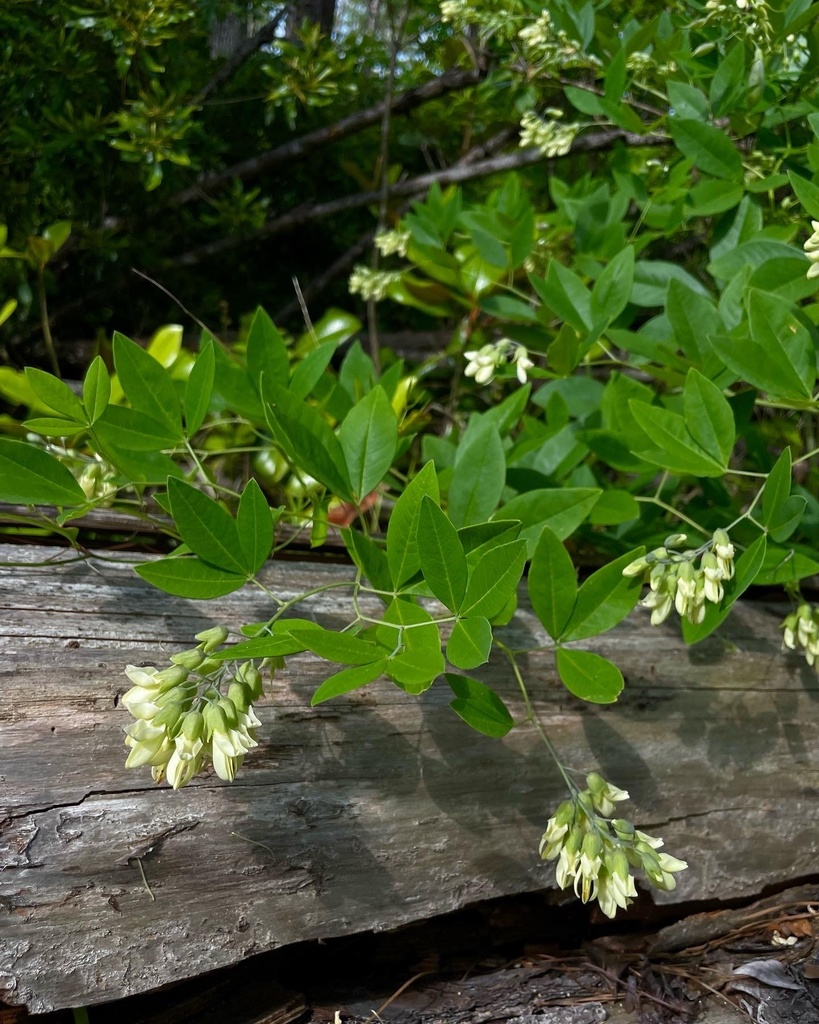 Baptisia megacarpa