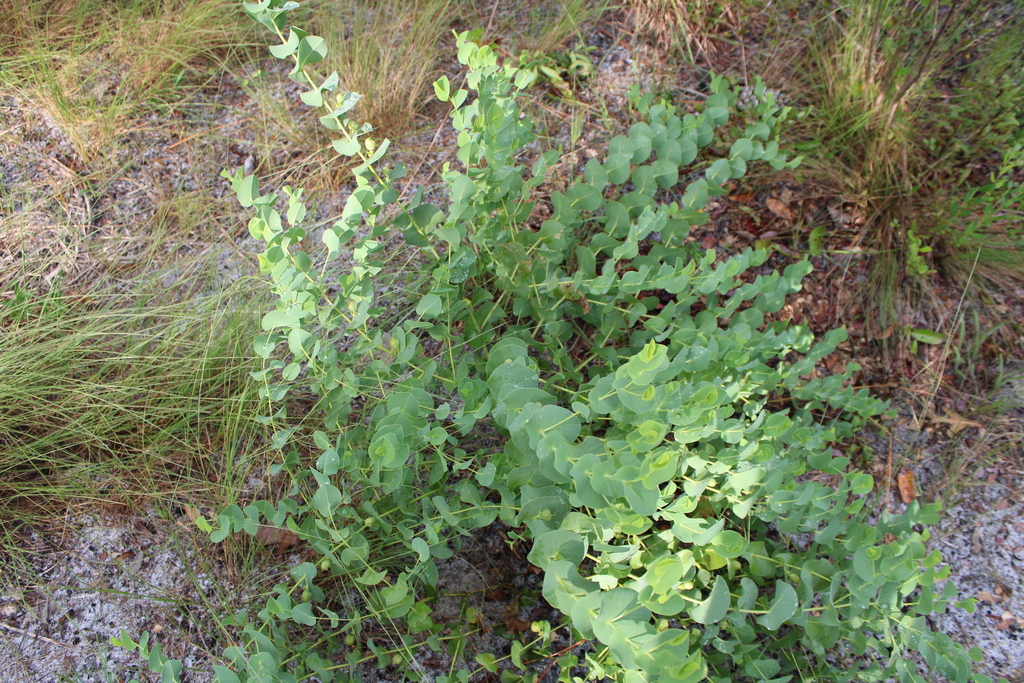 Baptisia perfoliata