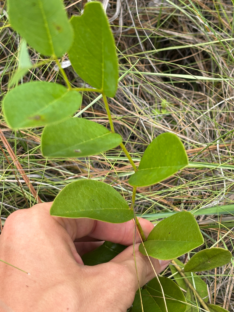 Baptisia simplicifolia