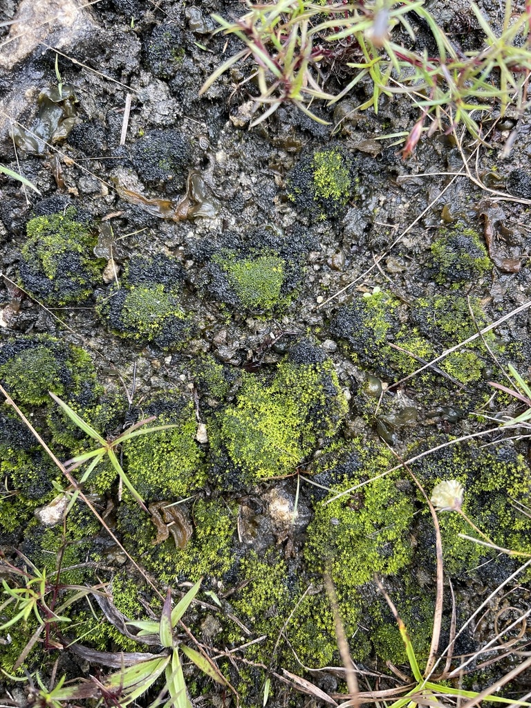 Barbula convoluta