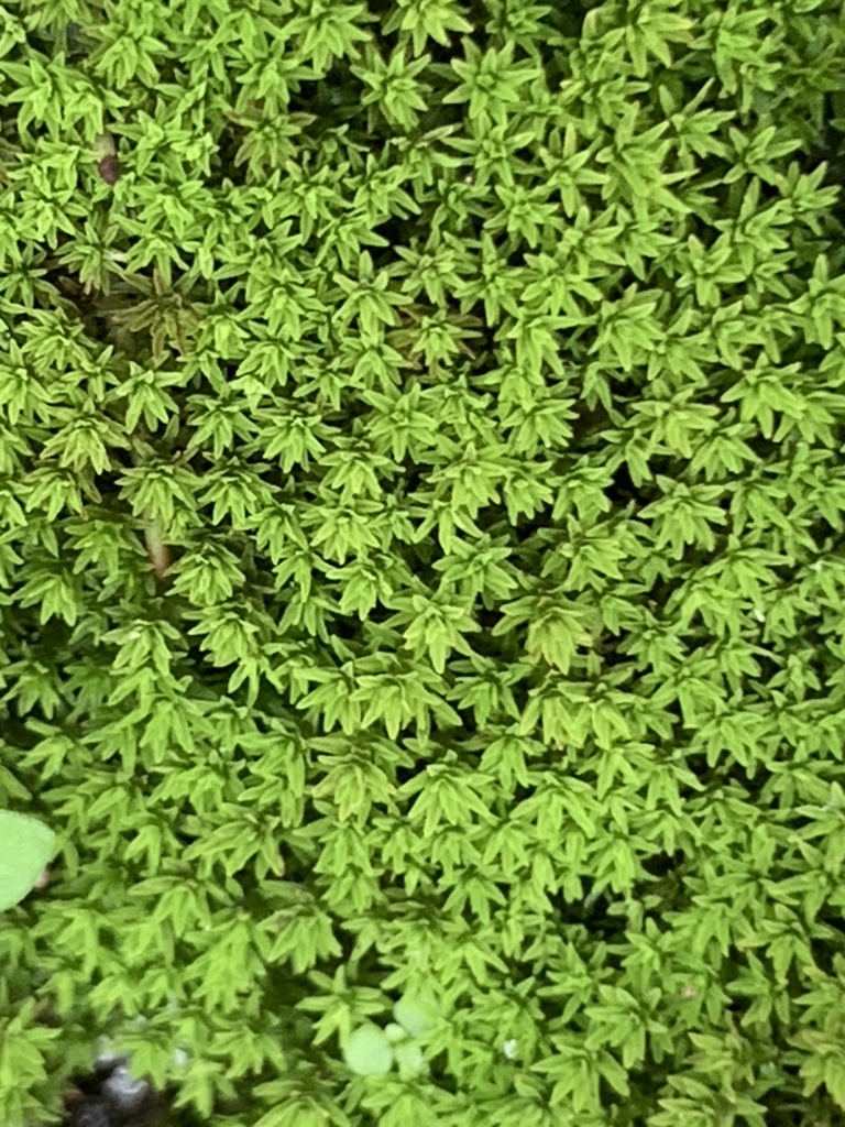 Barbula unguiculata