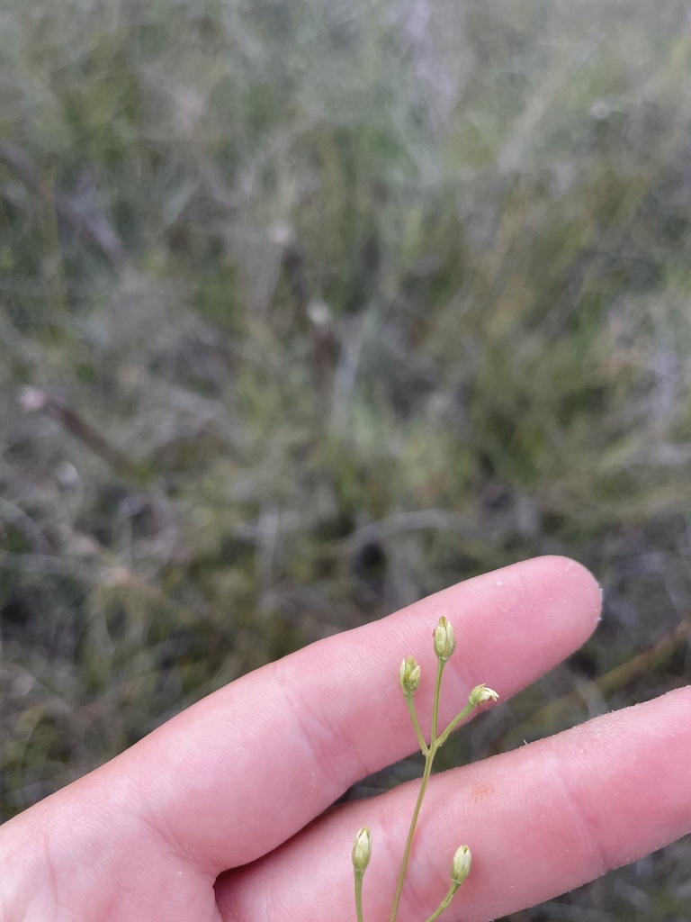 Bartonia paniculata
