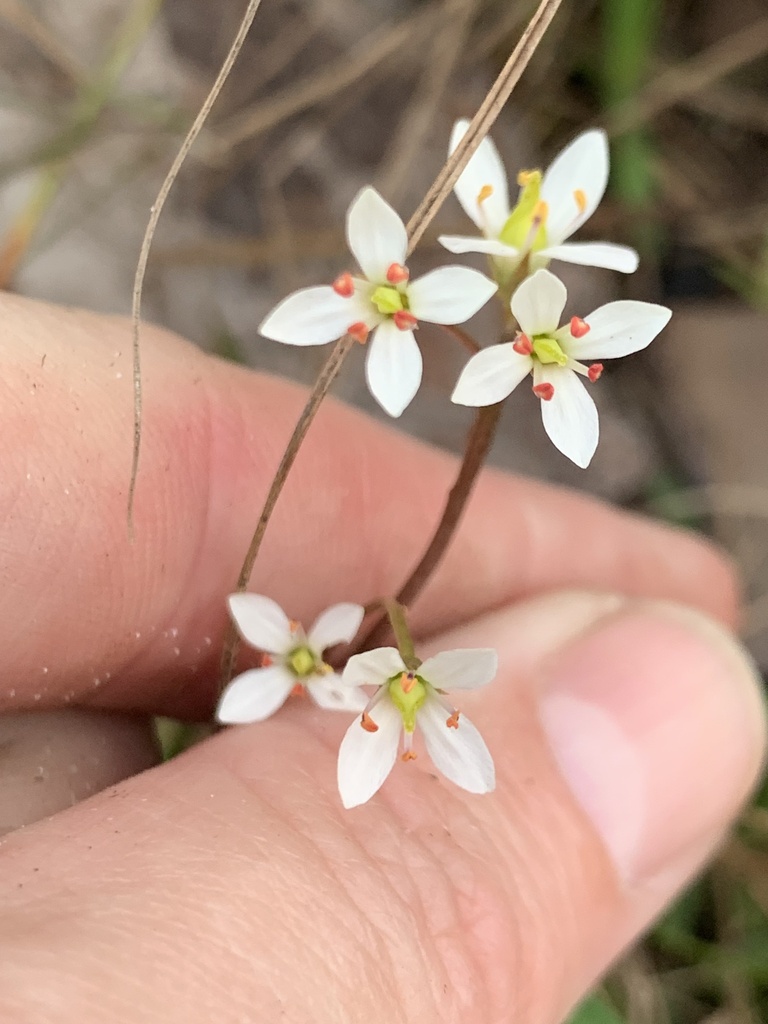 Bartonia verna