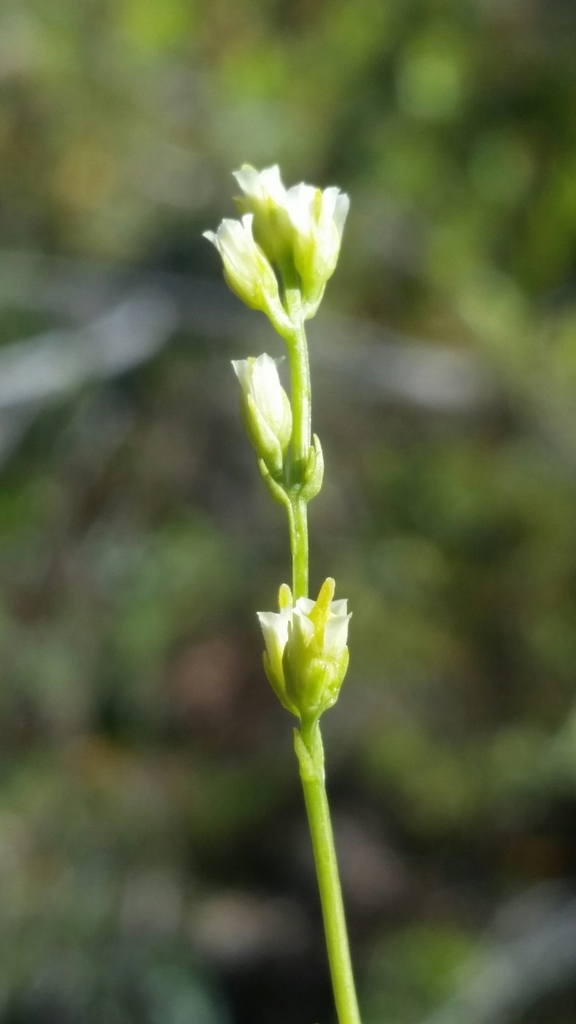 Bartonia virginica