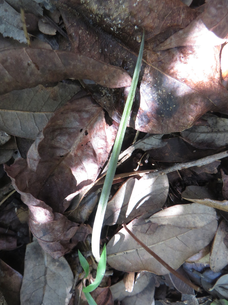 Basiphyllaea corallicola