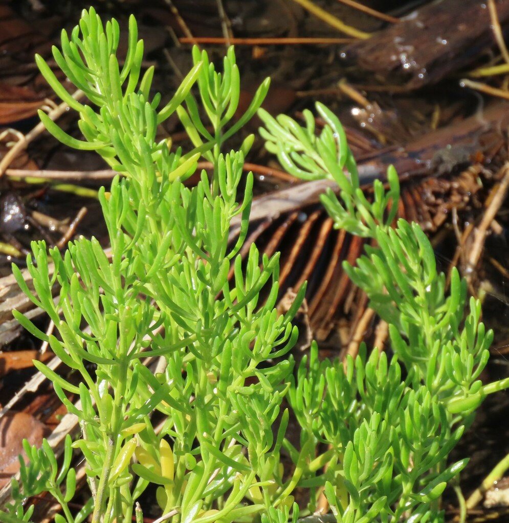 Batis maritima