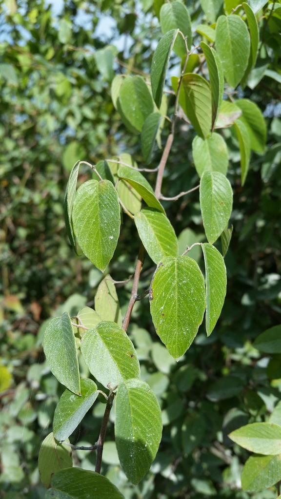 Berchemia scandens