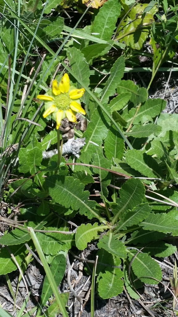 Berlandiera subacaulis