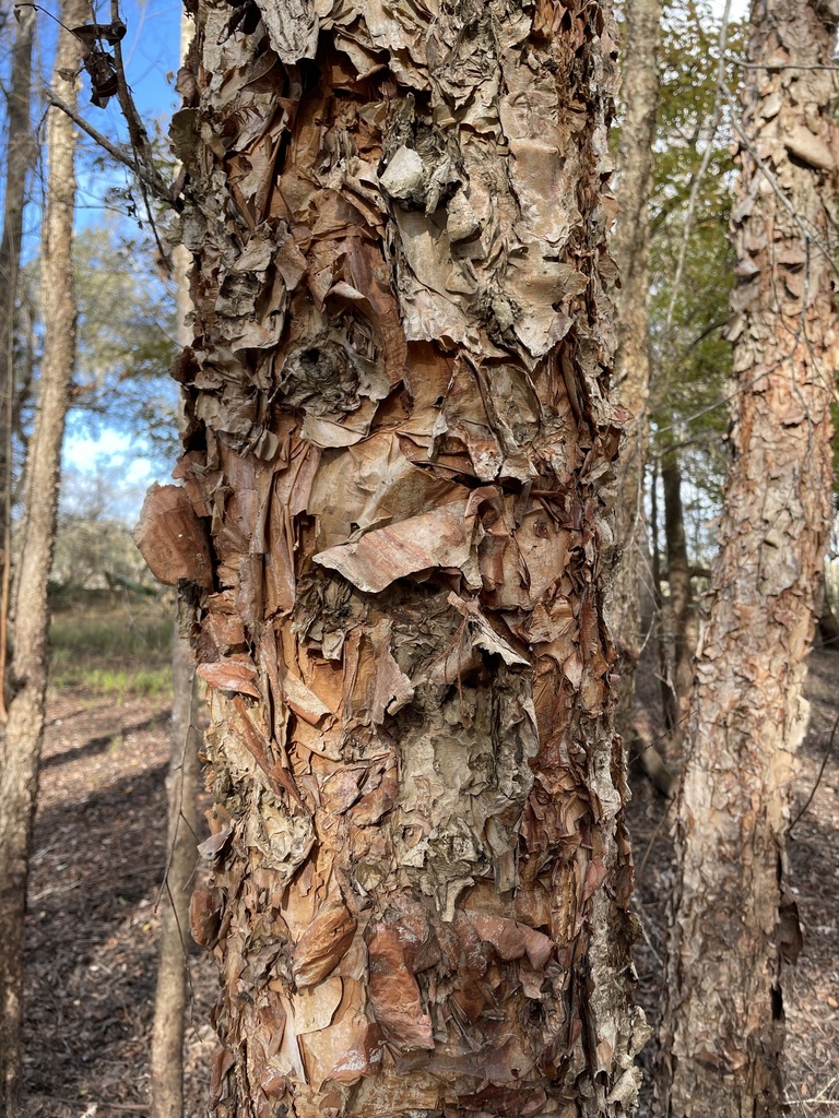 Betula nigra