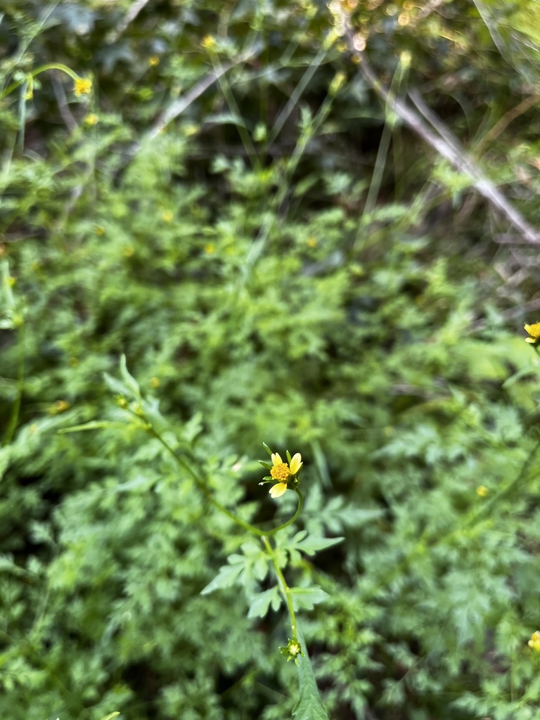 Bidens bipinnata
