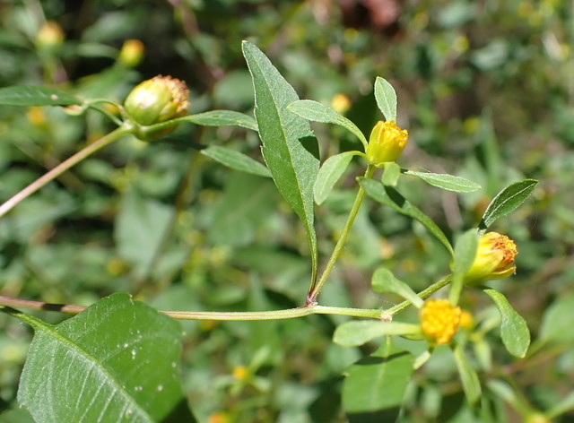 Bidens discoidea