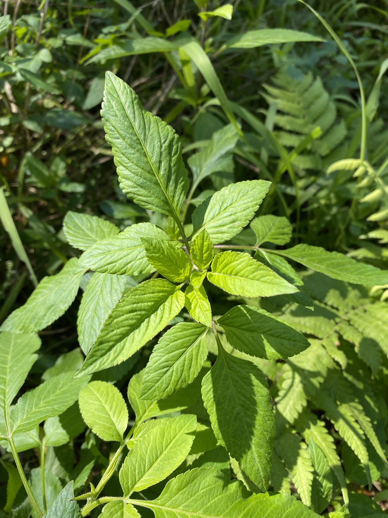 Bidens frondosa