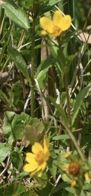 Bidens laevis