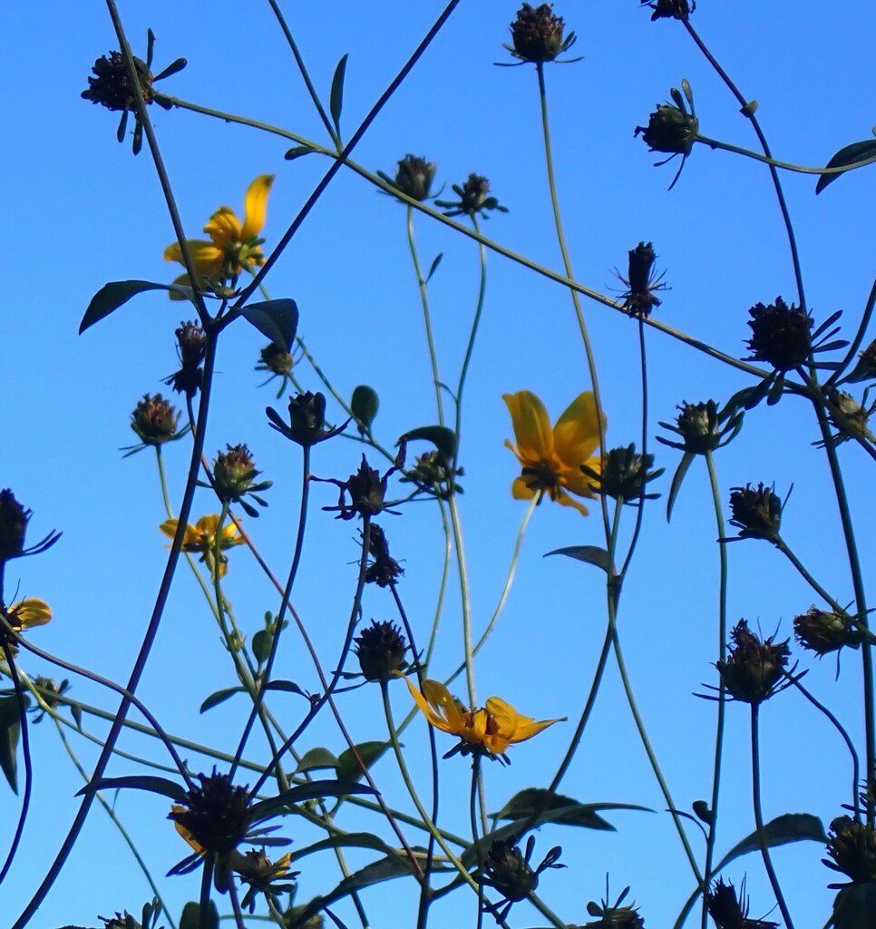 Bidens mitis