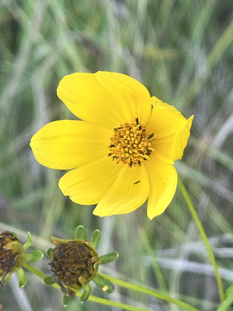 Bidens trichosperma